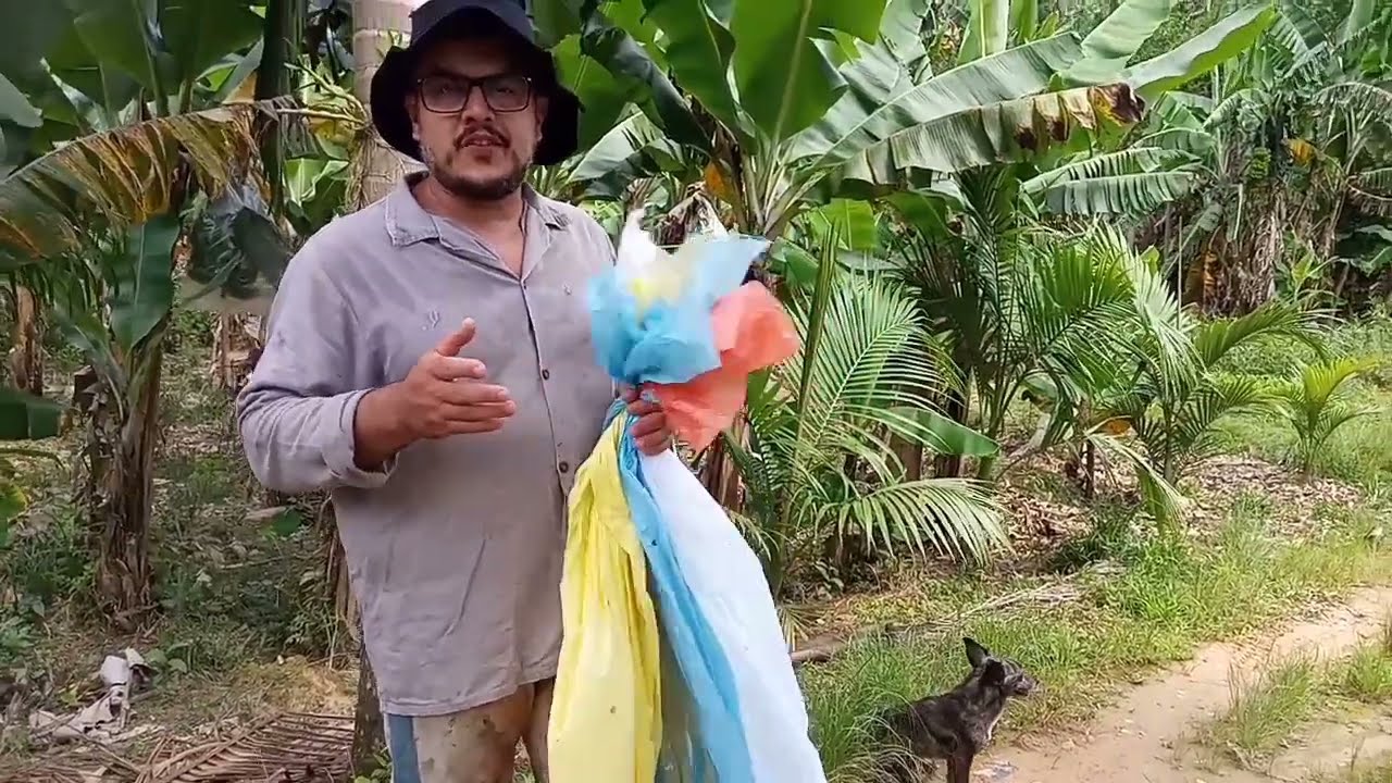 proteção dos cachos de banana com saco deferente cores