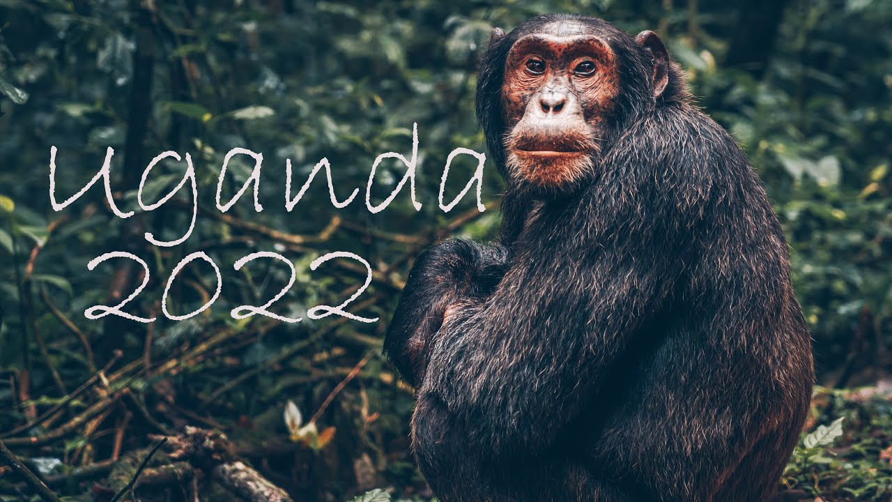 UGANDA. Africa salvaje…