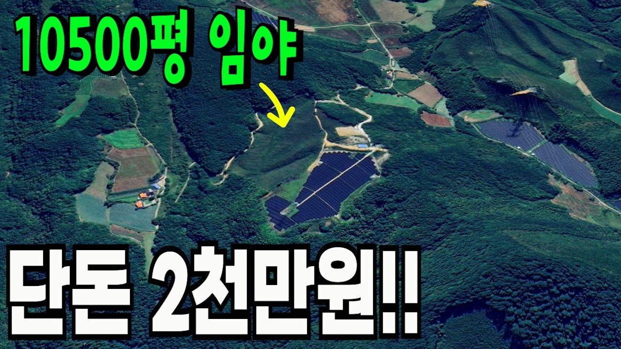 진입로 있는 10500평 임야가 평당 2천원도 안되는 헐값에 나왔네요