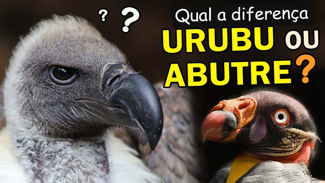 Qual a diferença entre Urubu e Abutre, Ave e Pássaro, Papagaio e Maritaca? | Aves/Pássaros