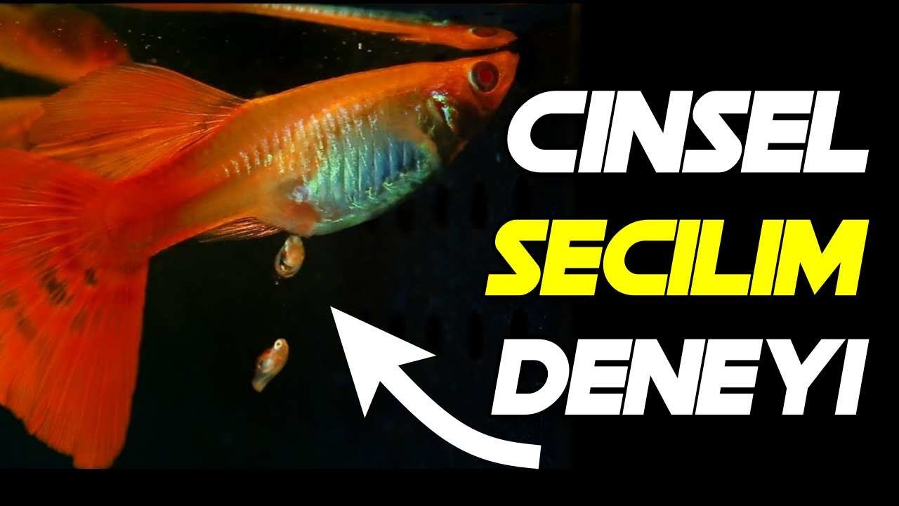 LEPİSTESLER İLE CİNSEL SE&Ccedil;İLİM | ENDLER DENEYİ NEDİR ?