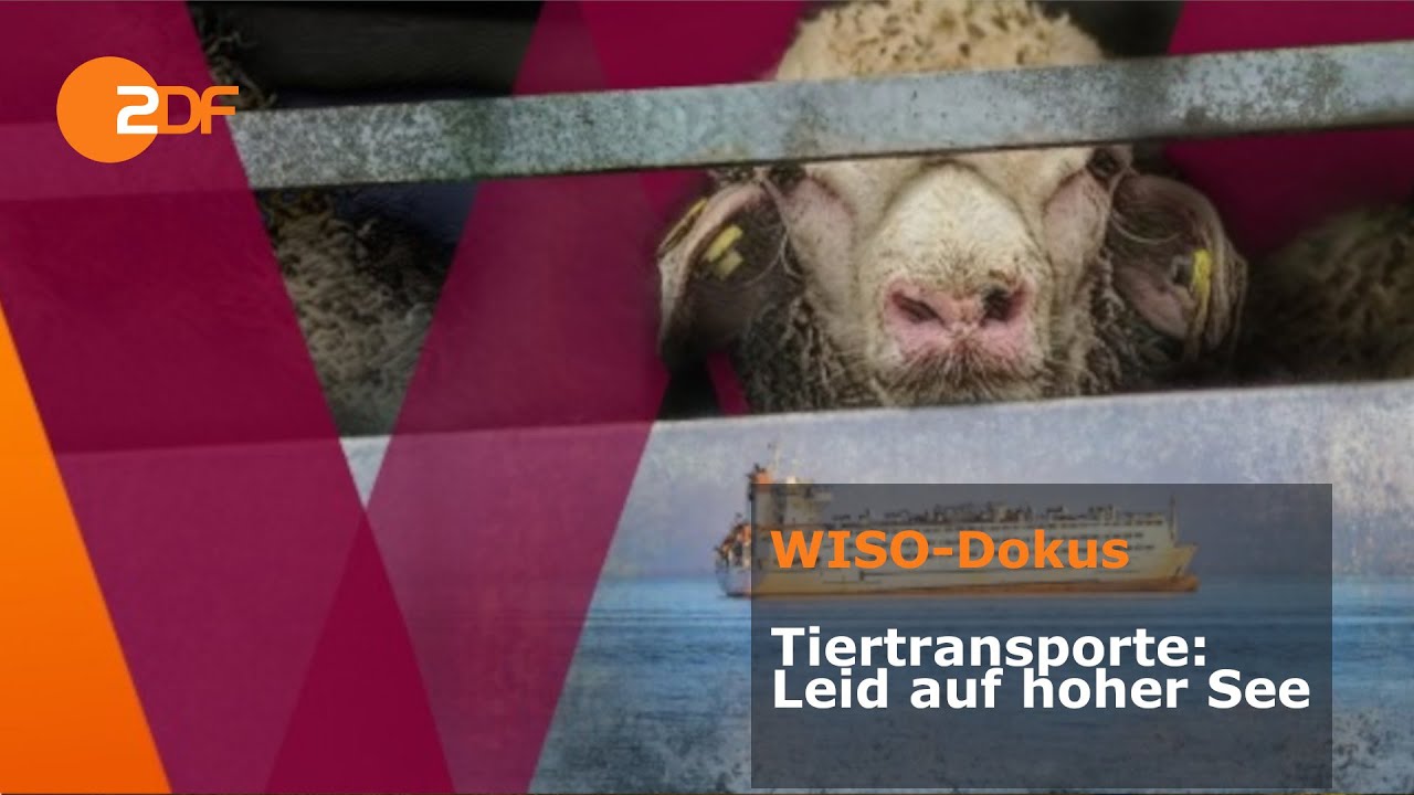 Tiertransporte: Leid auf hoher See | ZDF | WISO