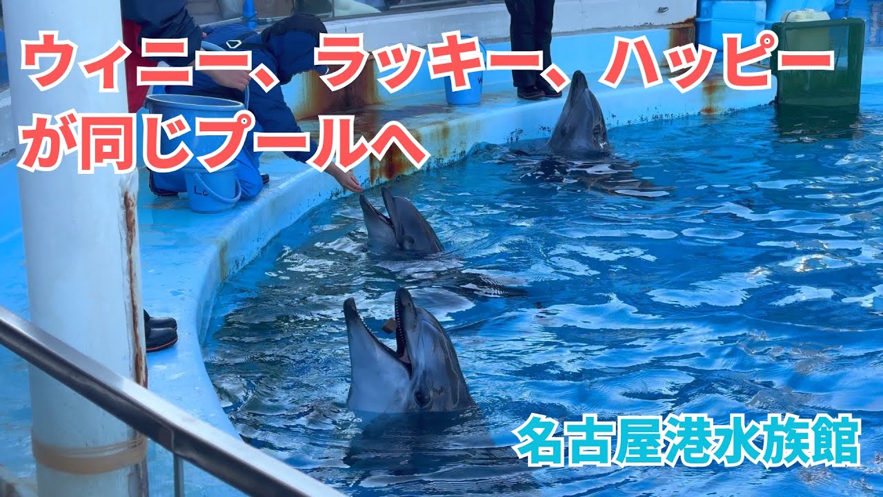 【名古屋港水族館】親子3頭が同じプールに！ウィニー・ハッピー・ラッキー