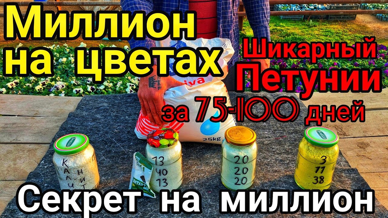 ВСЕГО ЧЕТЫРЕ УДОБРЕНИЯ от ПОСЕВА до ЦВЕТЕНИЯ ДЛЯ ШИКАРНЫХ ЦВЕТОВ📌Супер Петунии за 75-100 дней📌СЕКРЕТ
