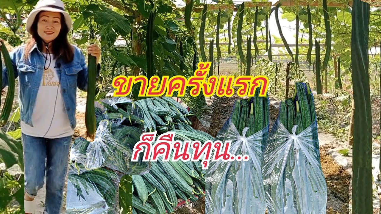 ทดลองทำสวนบวบเหลี่ยมครั้งแรกก็คืนทุนแล้วทำอย่างไรให้คืนทุนไวออกผลผลิตดีน้ำหนักได้#กบปลาพารวย