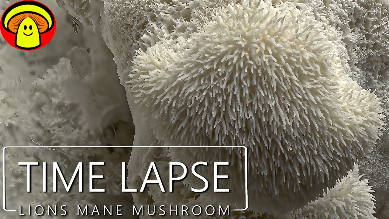 Stunning Lions Mane Mushroom Time Lapse | Grow Edible Mushrooms at Home