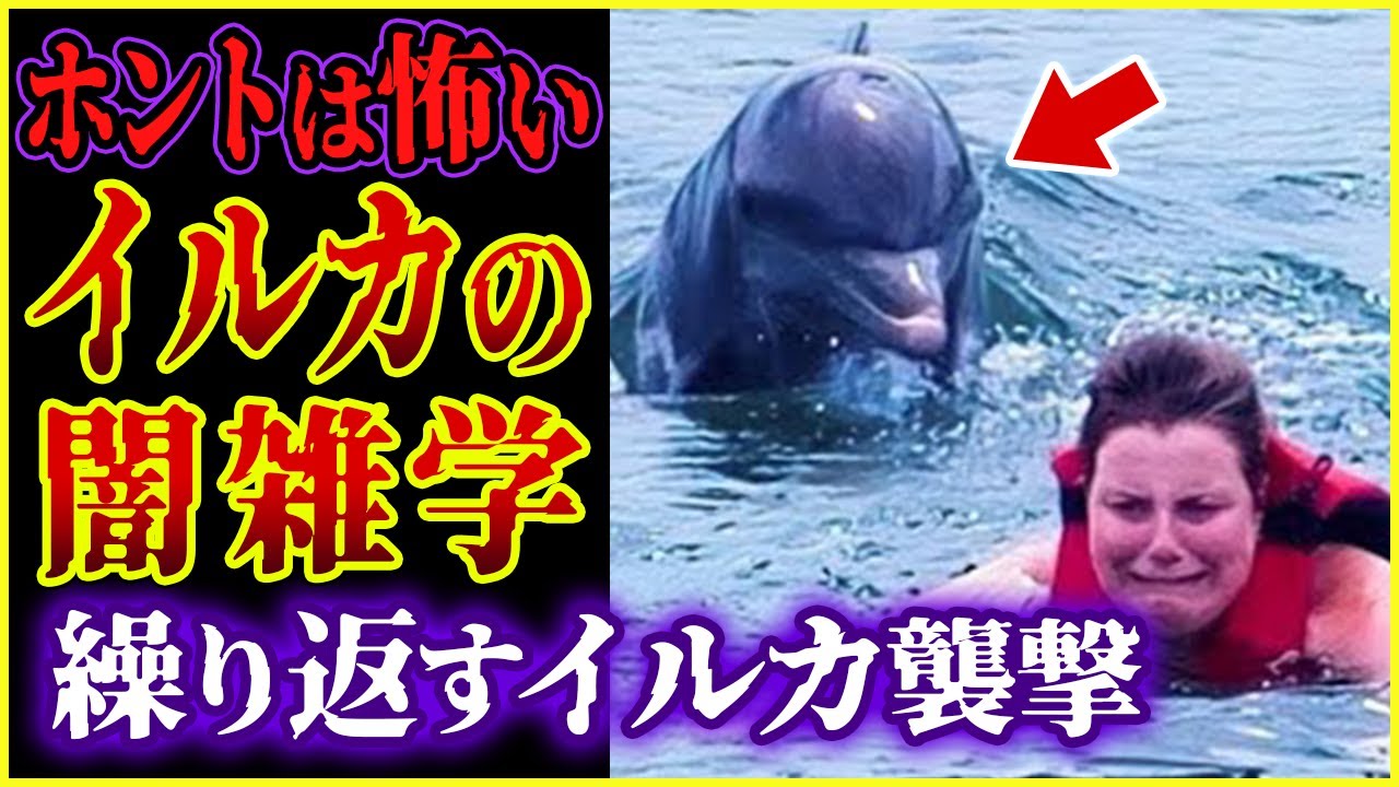 【ゆっくり解説】本当は怖いイルカの闇雑学!/キラーイルカによる〇人事件!!/ イルカ社会は犯罪だらけ!?