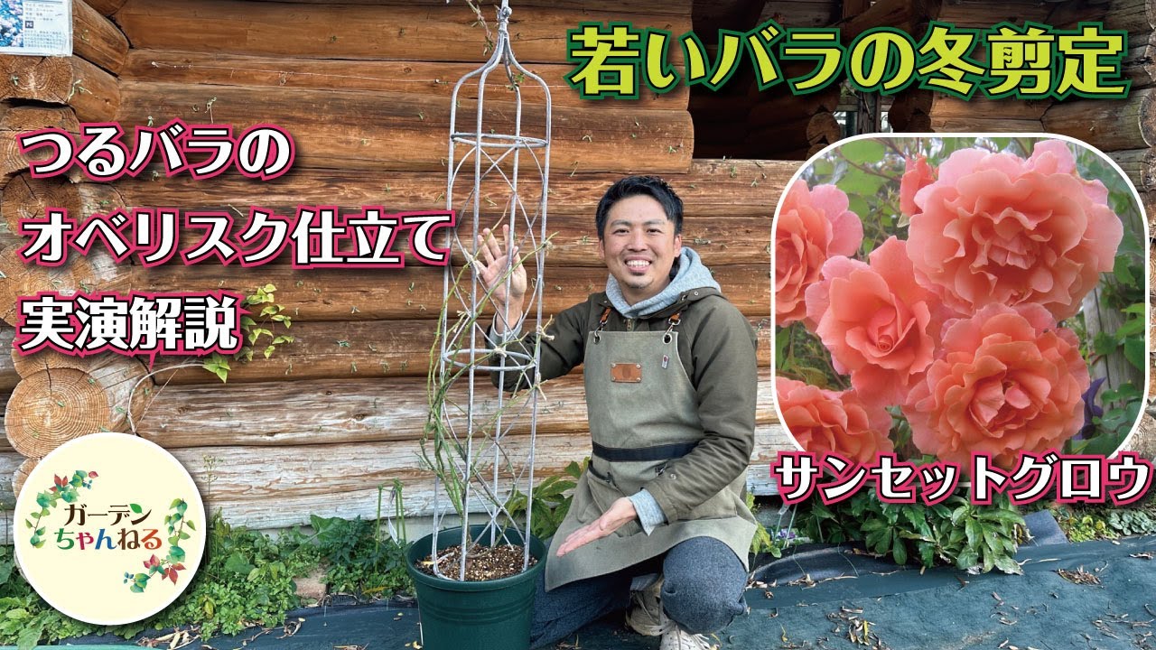 【バラの冬剪定】オベリスク仕立て！