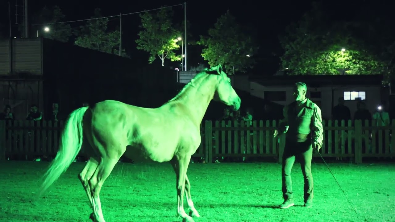 EQUTAZIONE EQUESTRI  - BARTOLO MESSINA 