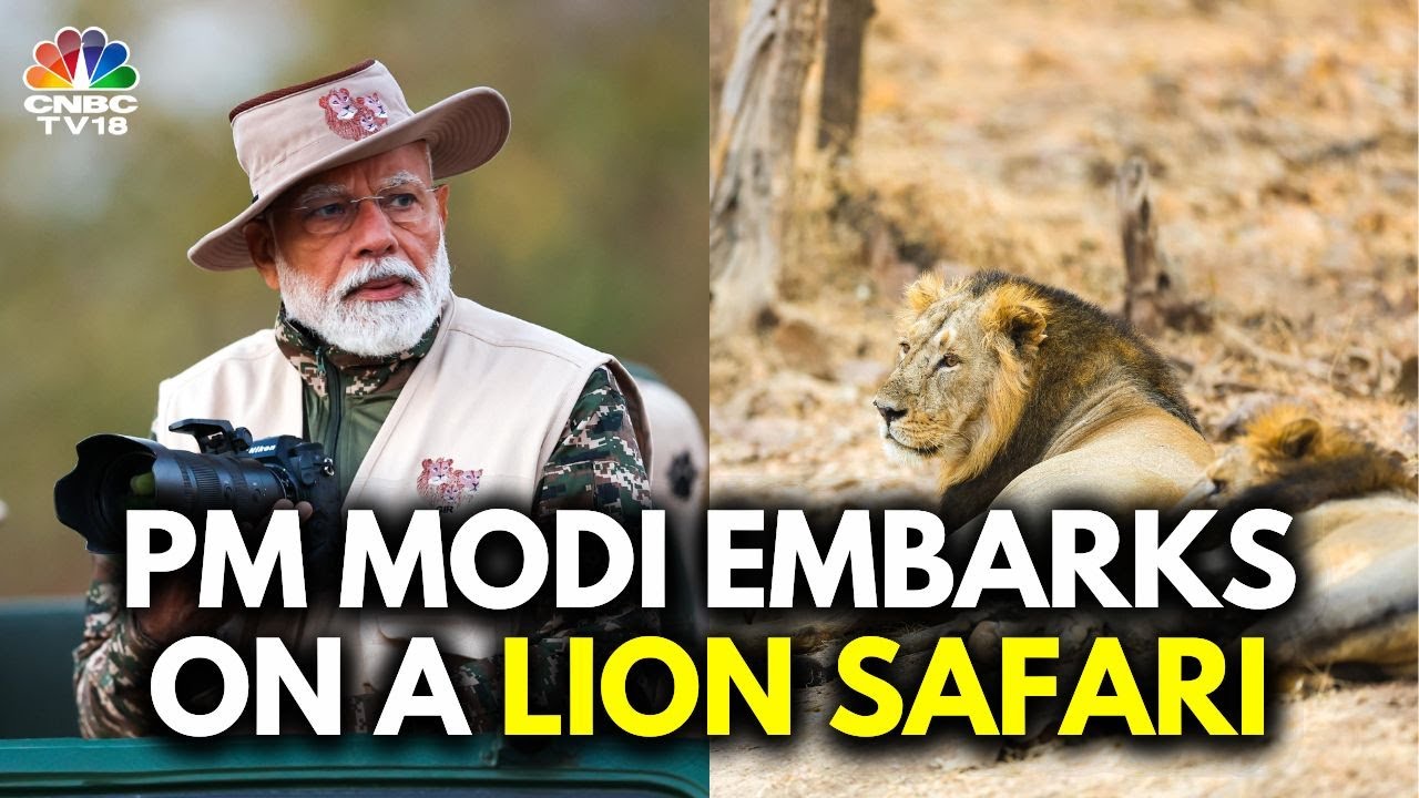 PM Narendra Modi Visits Gir National Park In Gujarat | PM Modi Goes On Lion Safari In Gujarat | N18V