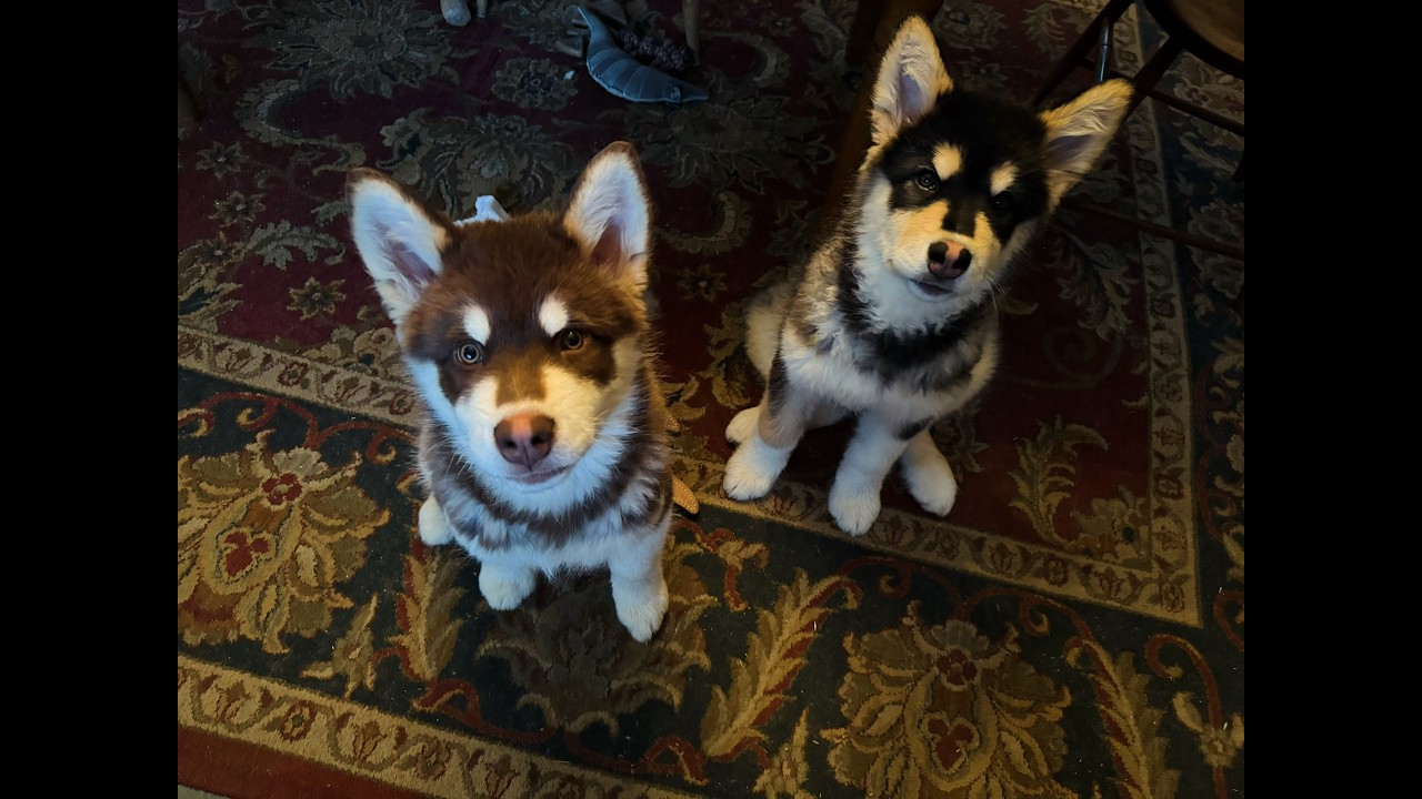 Alaskan Malamute Brother & Sister ‼️LIVESTREAM ‼️#dog #pets #cute #live