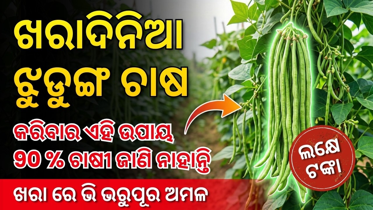 ଖରାଦିନିଆ ଝୁଡୁଙ୍ଗ ଚାଷ: 5 STEPS ରେ ବମ୍ପର ଅମଳ | କମ ଖର୍ଚ୍ଚ ରେ 3 ଲକ୍ଷ ଲାଭ Summer Long beans Farming