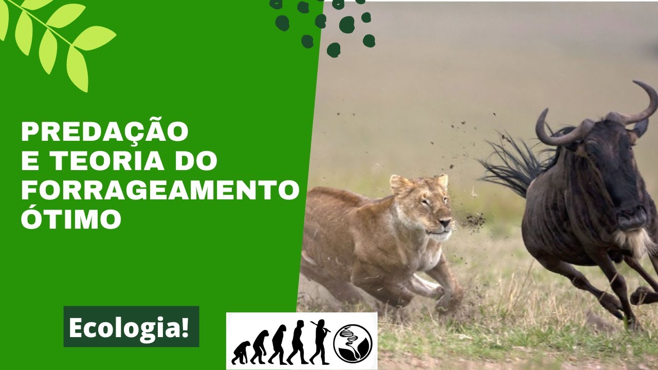 INTERAÇÕES ECOLÓGICAS: Predação e teoria do forrageamento ótimo
