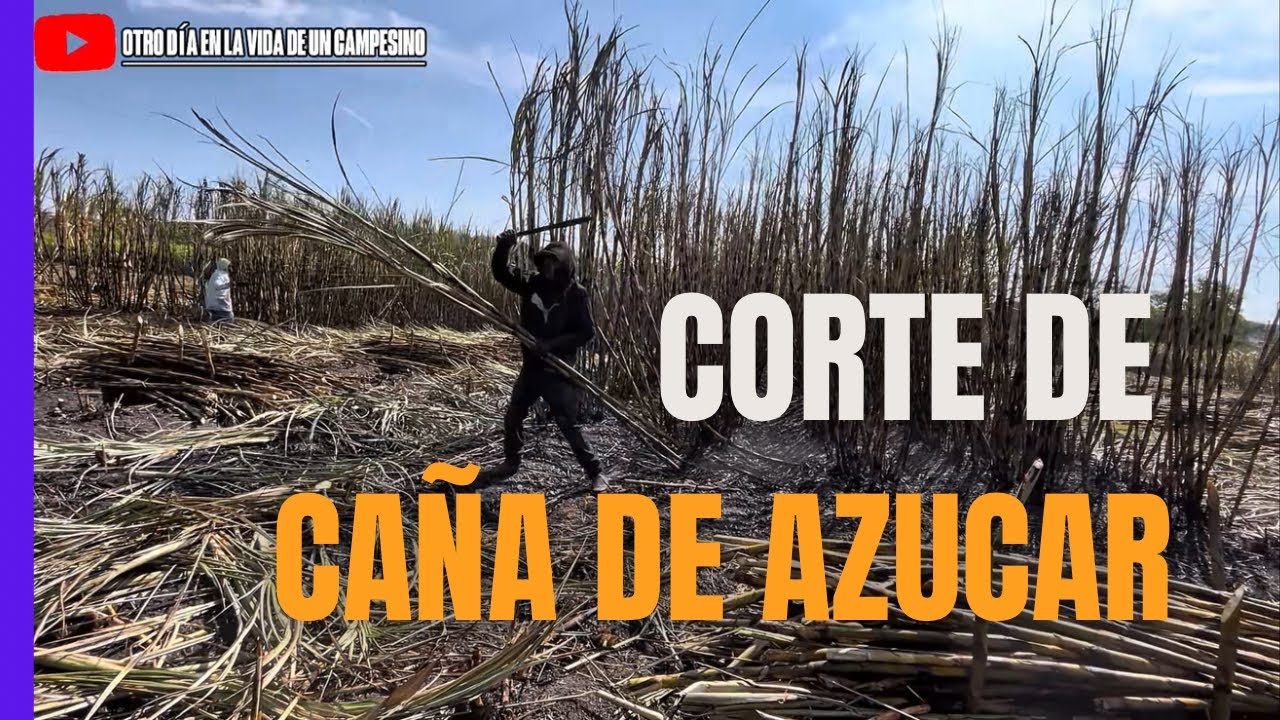 El duro trabajo de cortar caña de azúcar 
