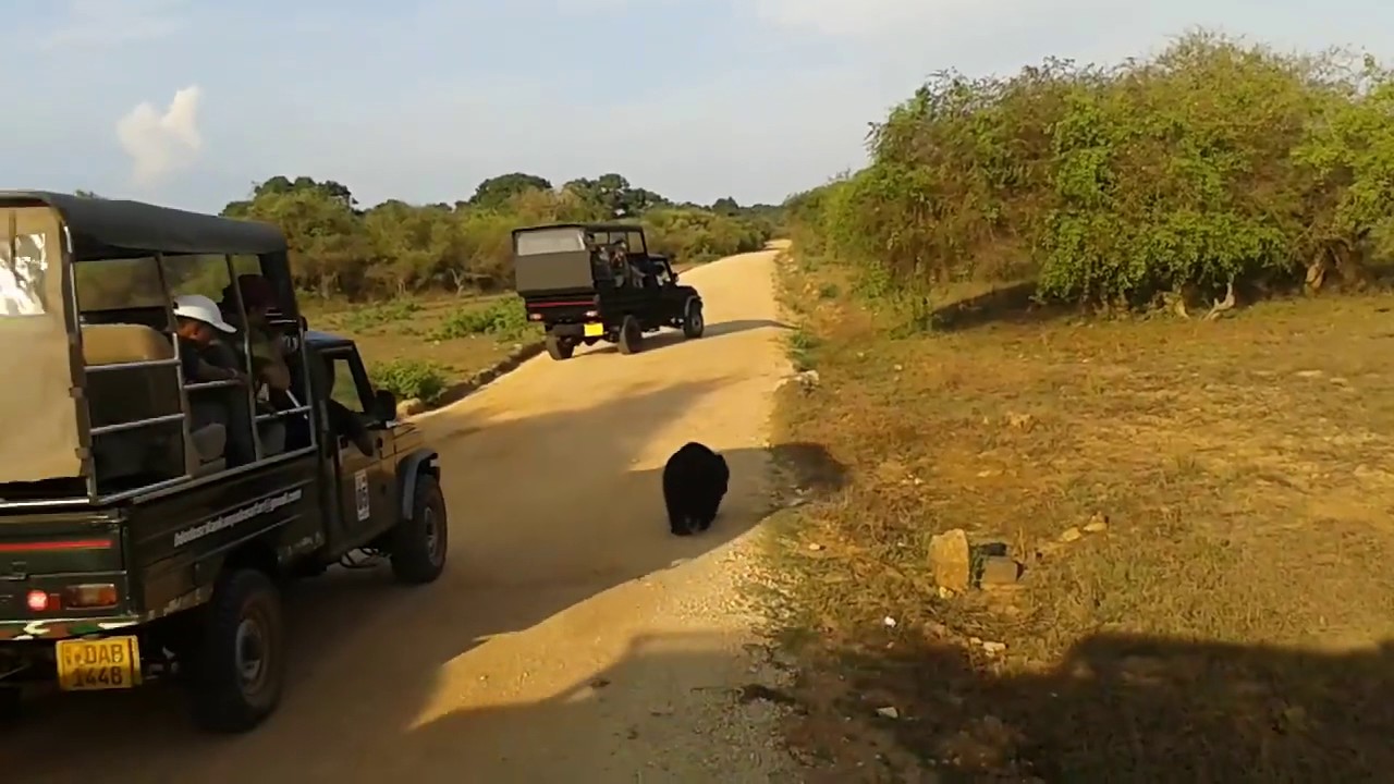 Yala National Park In Sri Lanka.