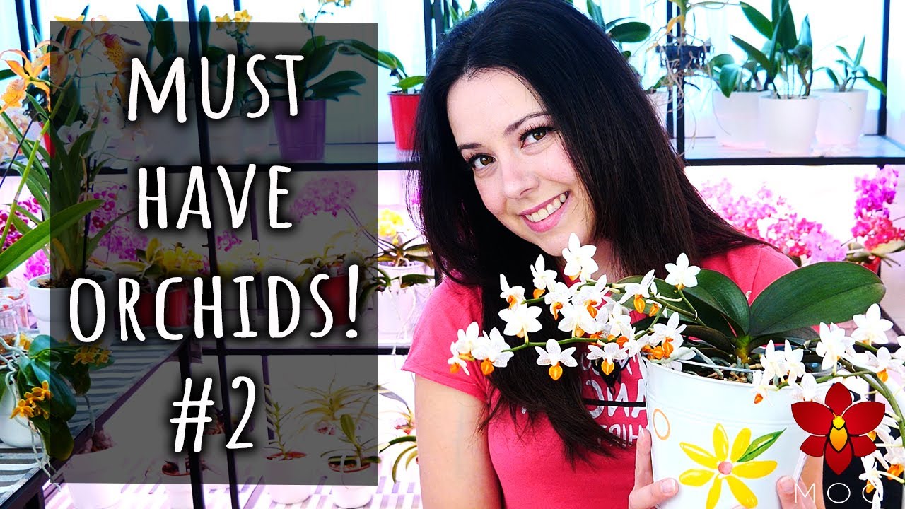 10 Amazing Orchids you should have! #2 - The Bonsai Orchid, my favourite Cattleya & more!