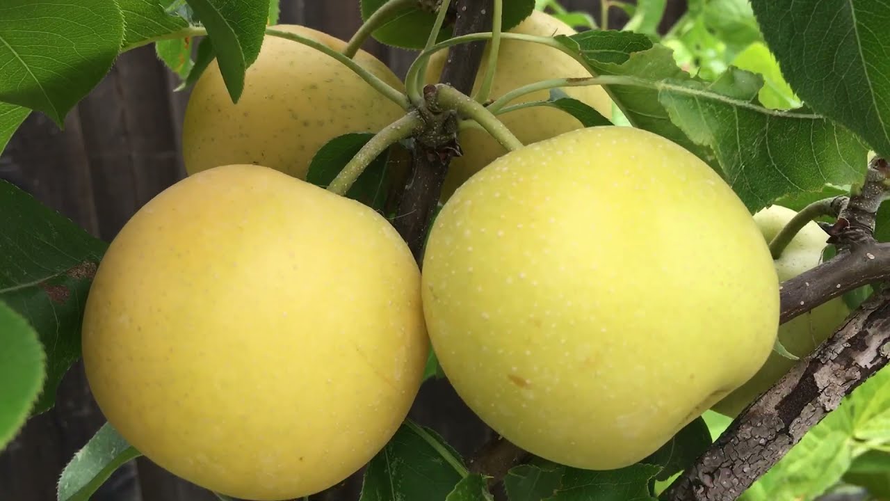 Asian Pears Fruit Trees From Costco