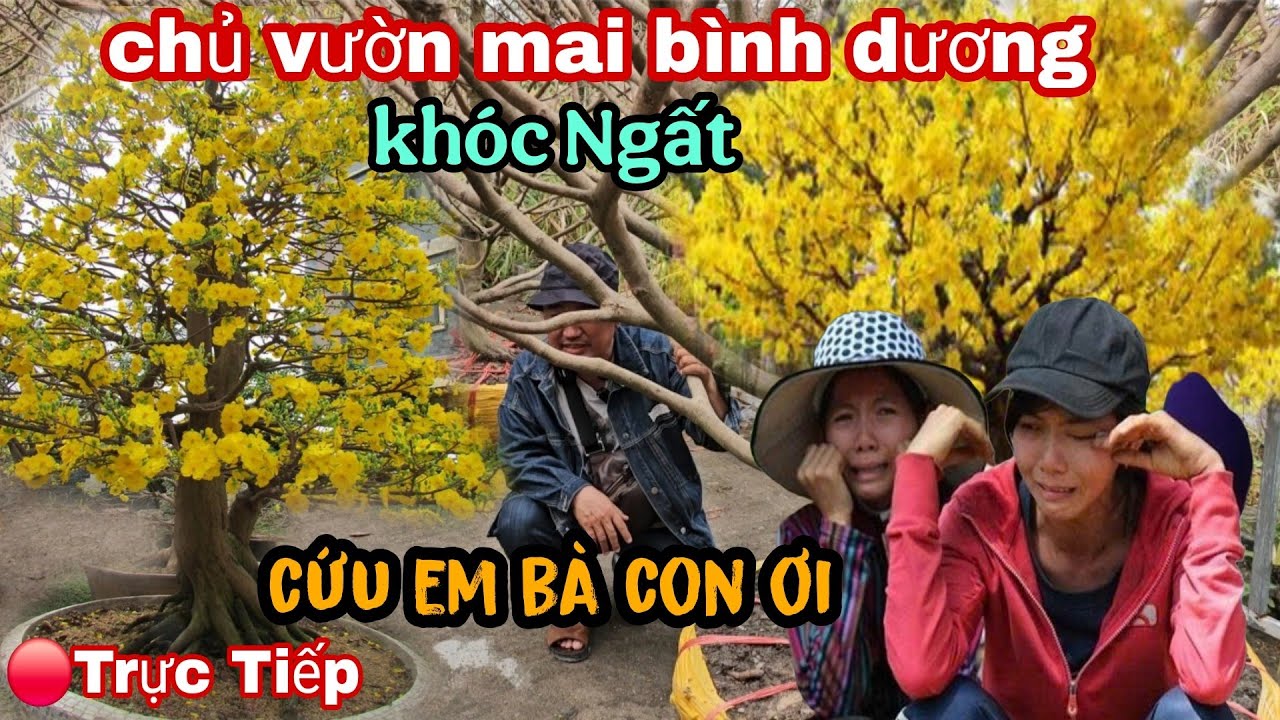 Chủ Vườn Mai Khóc Ngất Bán Xả Lổ Rẻ Bèo Luôn Rồi Bình Dương Ngay Lúc Này 