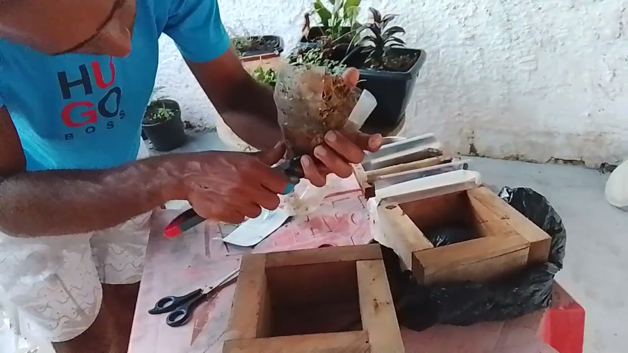 TRANSFERÊNCIA ABELHA SEM FERRÃO EM CASA #JATAI