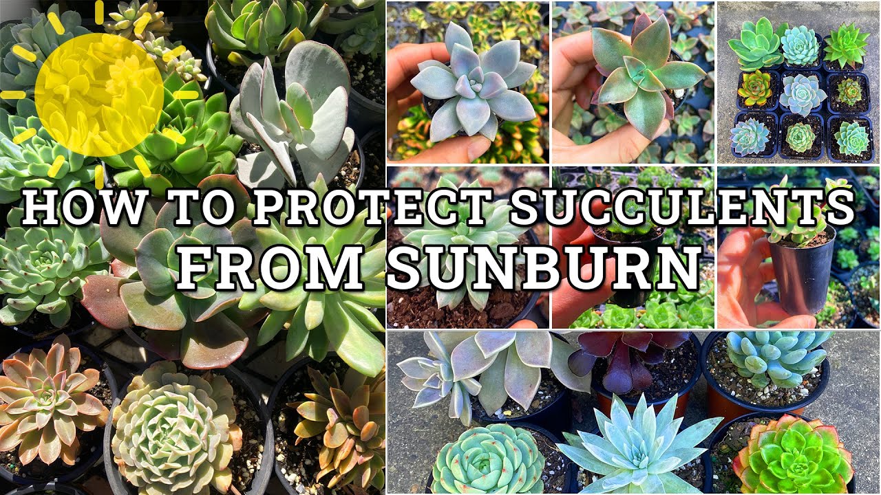 How To Protect Succulents From Sunburn