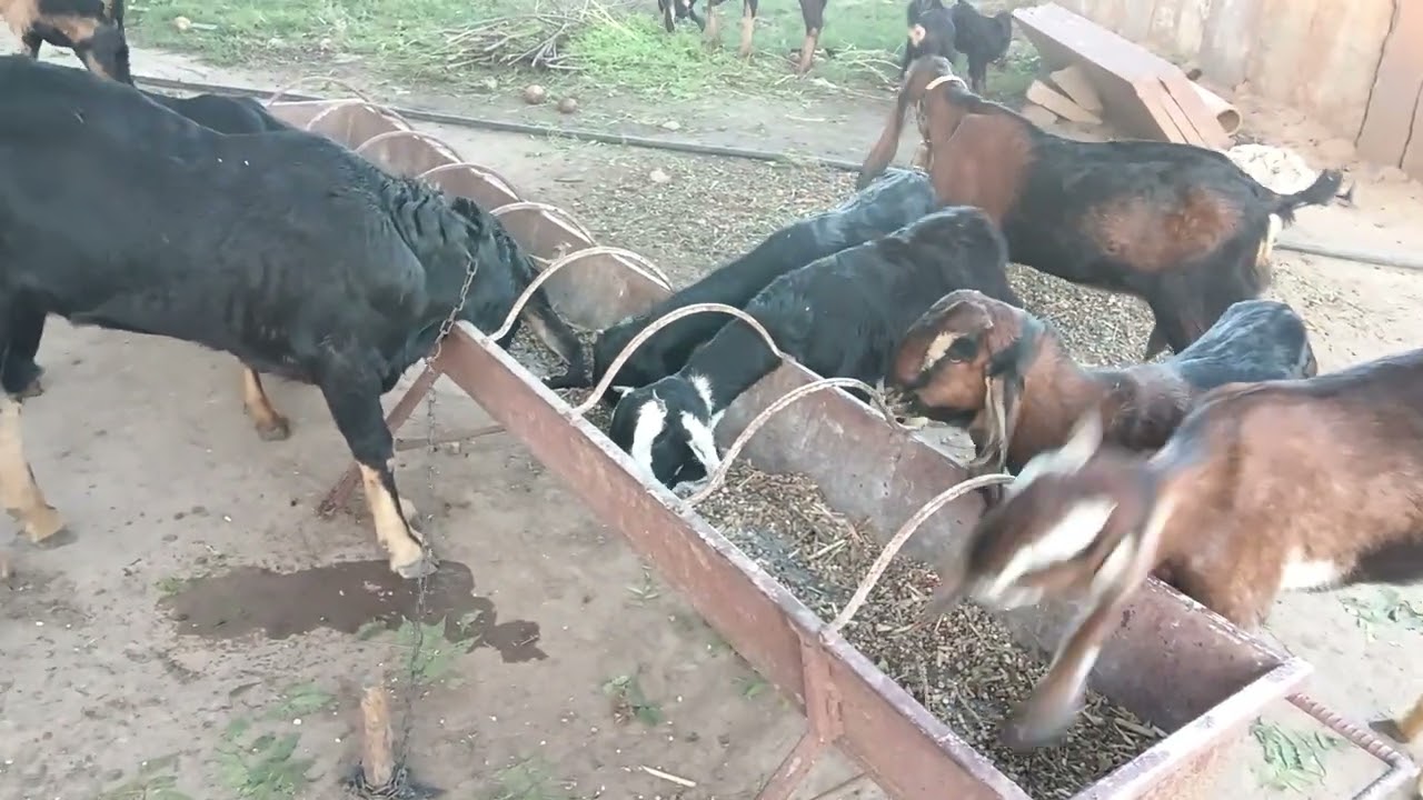 एक बकरी में कितना खर्चा कितना मुनाफा आप खुद देख लिएवीडियो