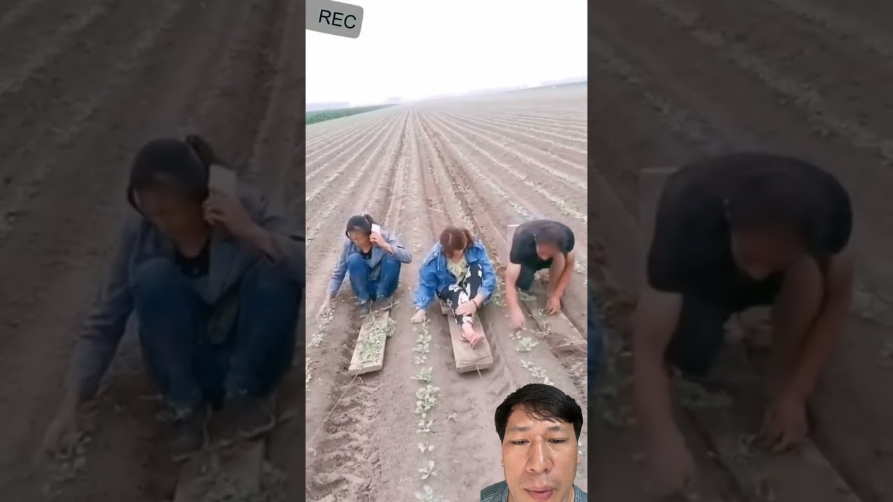 Farm Workers Race Against Machines! 🚜😲 #shorts #farming #agriculture