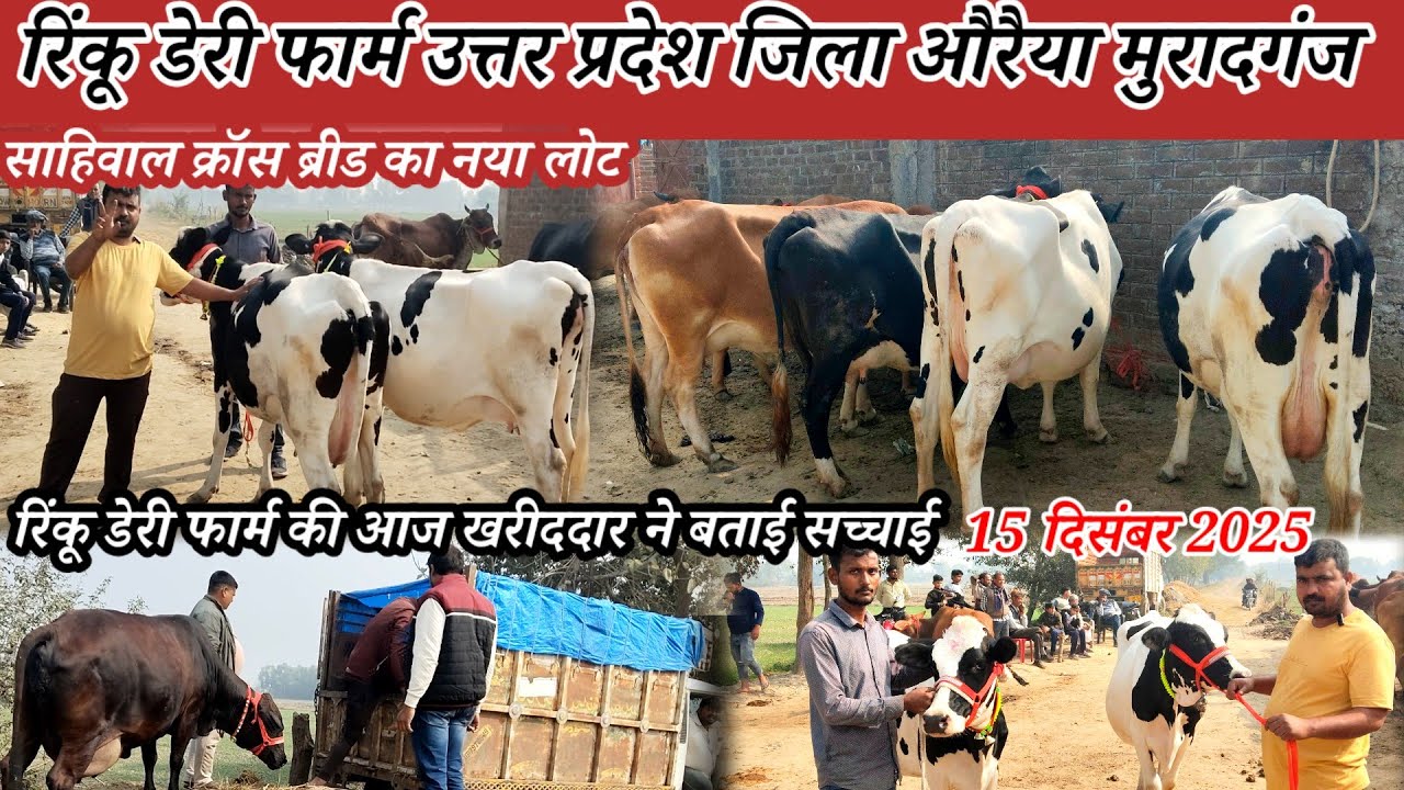 Rinku dairy form muradganj | sahiwal gay cross breed | रिंकू डेयरी फार्म | Cow for sale | cow farm 