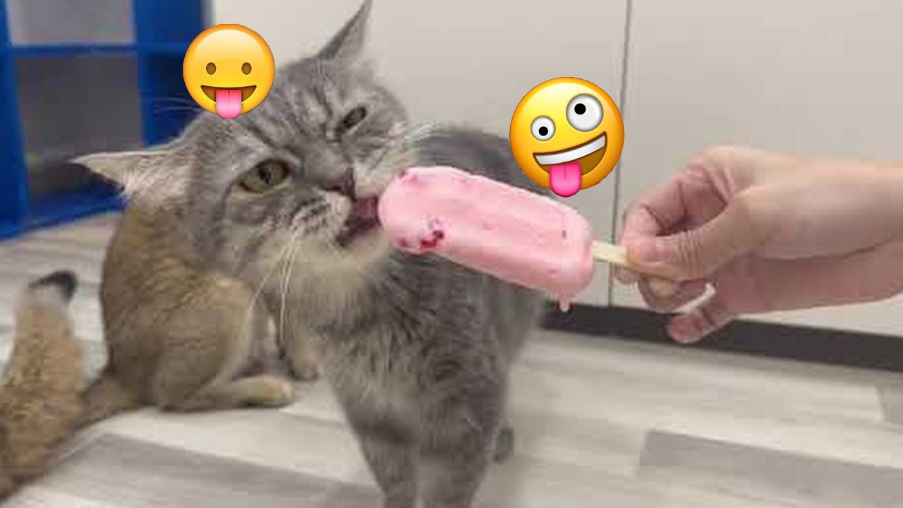 TRY NOT TO LAUGH 😆 Best Funny Videos Compilation 😂😁😆 Memes PART44