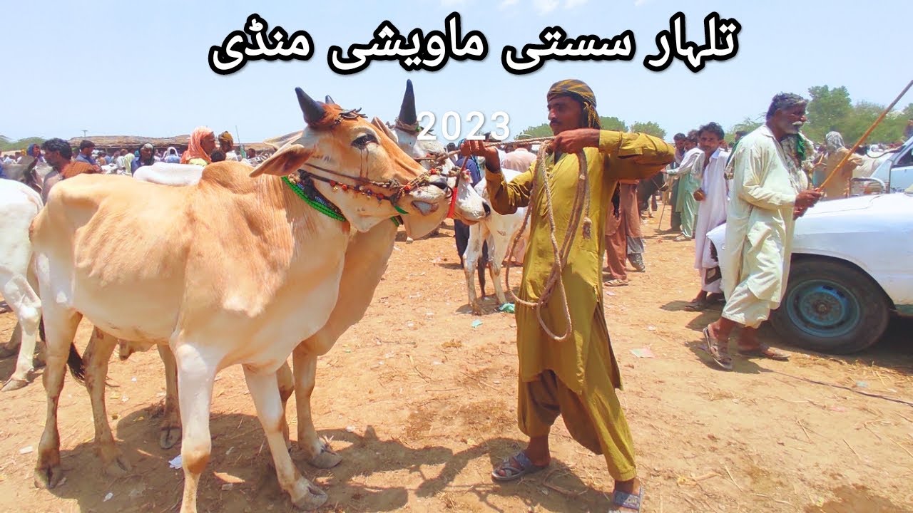 talhar ki sasti maweshi mandi 2023 🐐🐄 #massentry #bulls #cholistanicow #lowrates