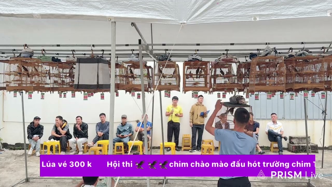 Hội thi chim chào mào đấu hót trường chim Tuyền Quê Lúa vé 300k . Ngày 26/10/2025