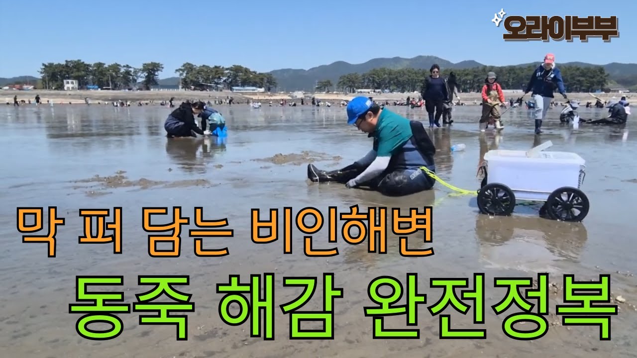 막 퍼 담는 비인해변. 동죽 해감 완전정복 #해루질 #해루질포인트 #바다 #비인해변 #동죽 #동죽해감방법