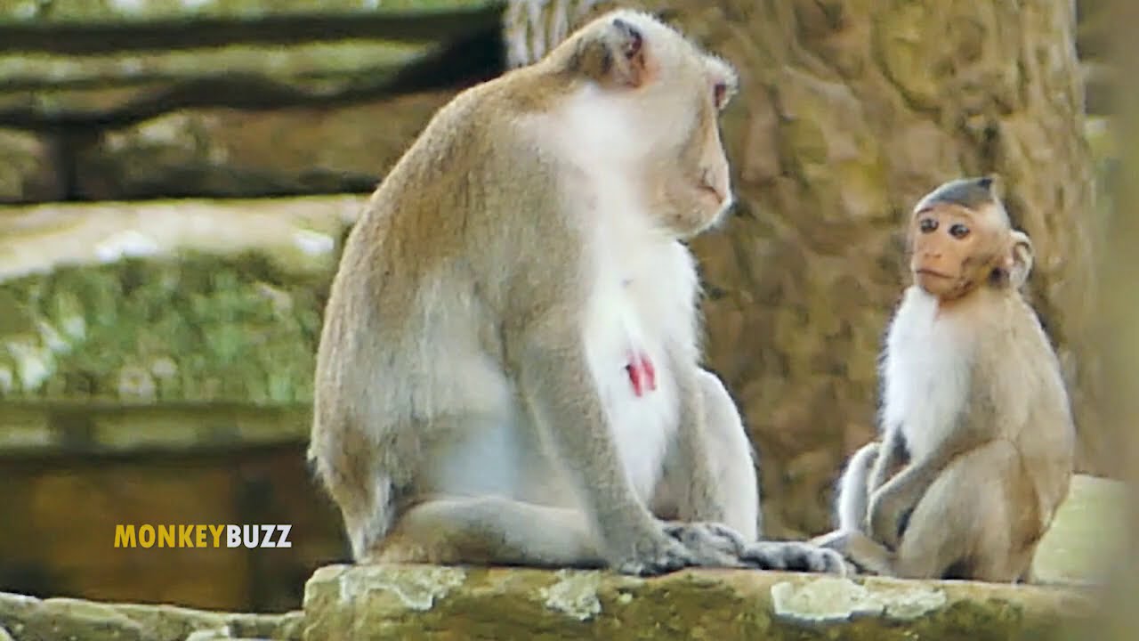 So Sad! Pitiful Monkey Jane Really Tired And Feel Not Comfortable