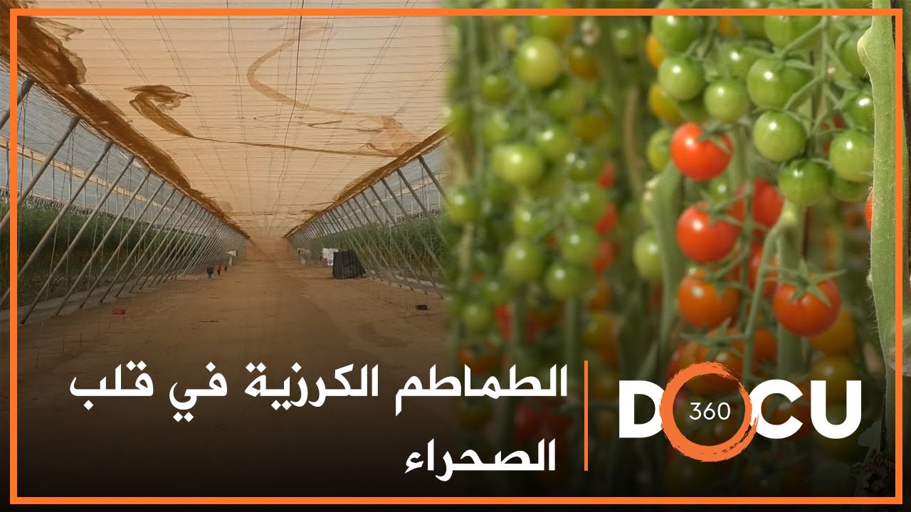 Docu360 I مشروع لزراعة الطماطم الكرزية في قلب الصحراء المغربية