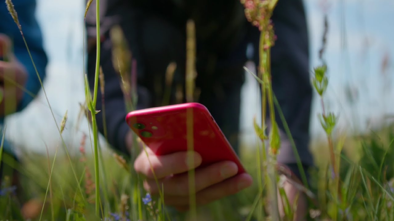 Insekten bestimmen mit der App ObsIdentify