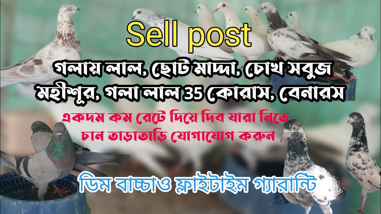গলায়লাল, ছোট মাদ্দা, চোখসবুজ মহীশূর,গলালাল 35 কোরাস, বেনারস সহ অনেক কবুতর বিক্রিহবে সুলভ মূল্যে |