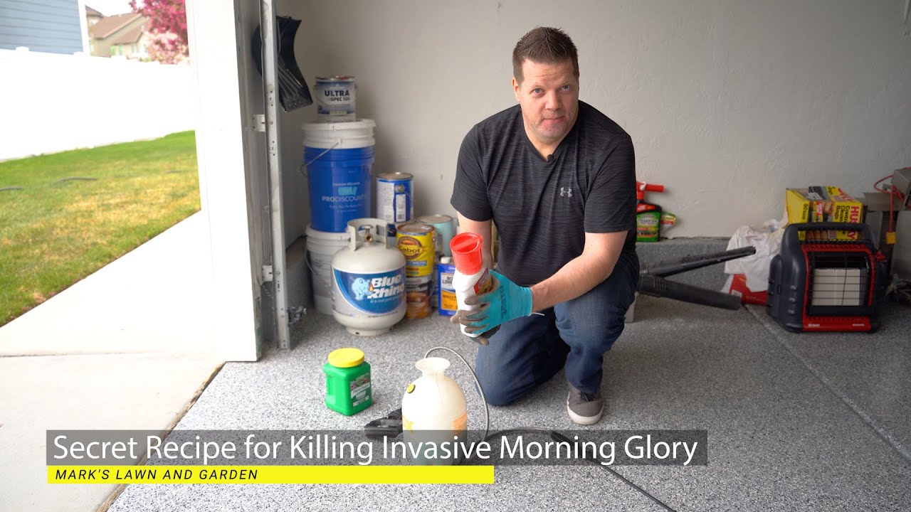 Goodbye Invasive Morning Glory! Mark's Perfect Weed Killer Recipe for Morning Glory/Bindweed