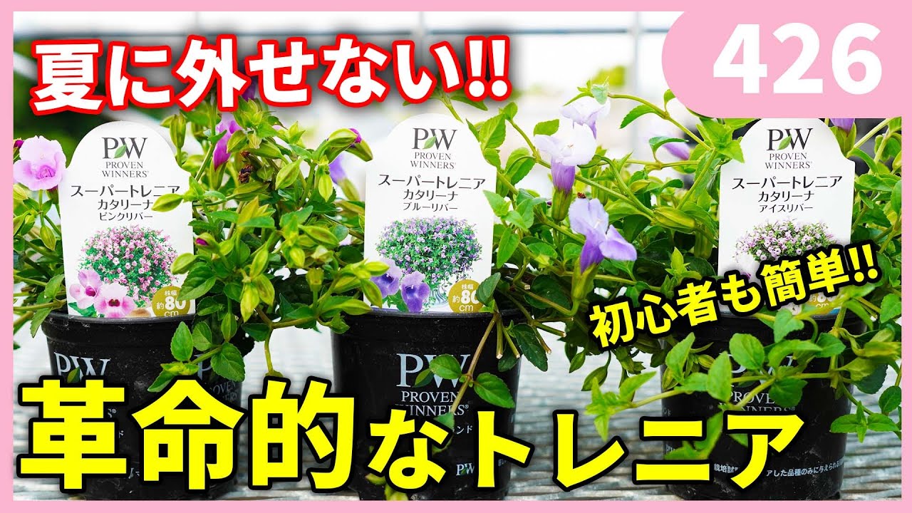 【PW】スーパートレニア カタリーナの育て方 by 園芸チャンネル 426 園芸 ガーデニング 初心者