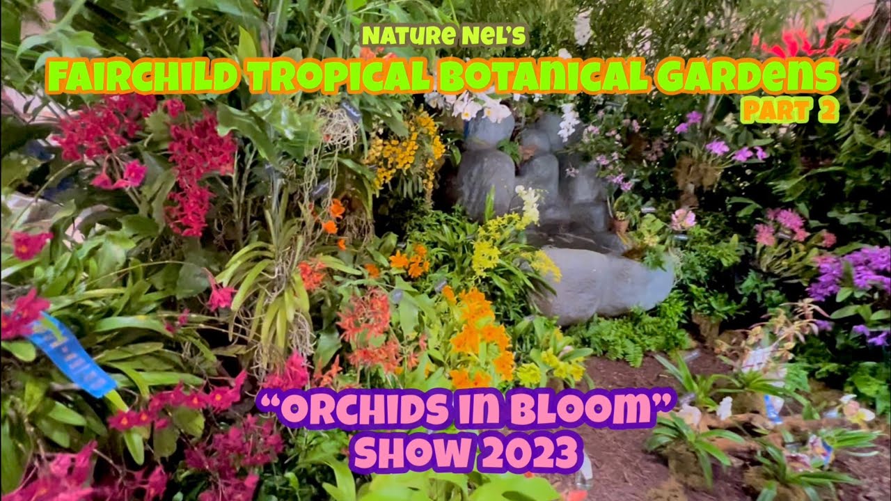 Award winning orchid displays at Florida’s Fairchild Tropical Botanical Gardens “Orchids In Bloom”.