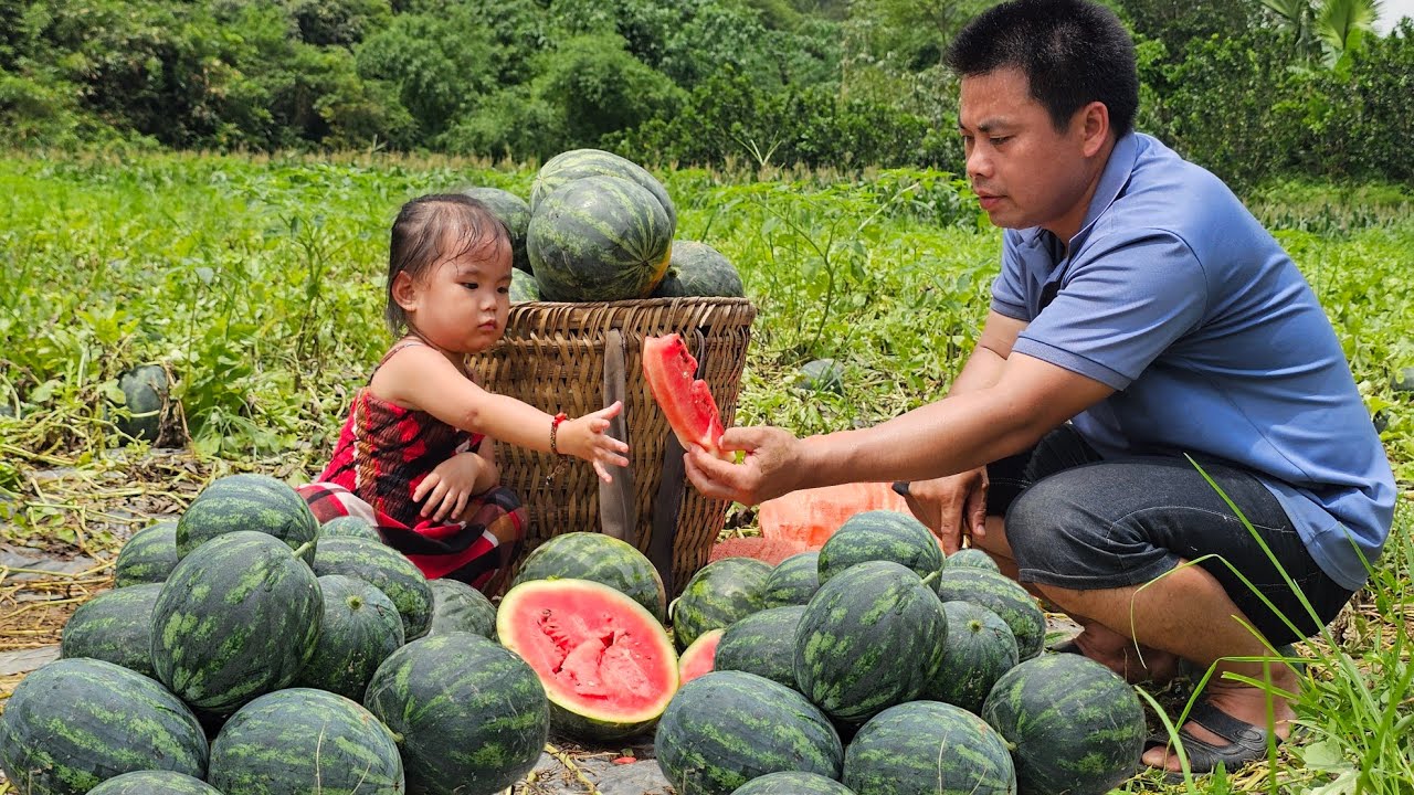 Harvesting watermelon garden goes to the market sell - A new herd of piglets has been born.