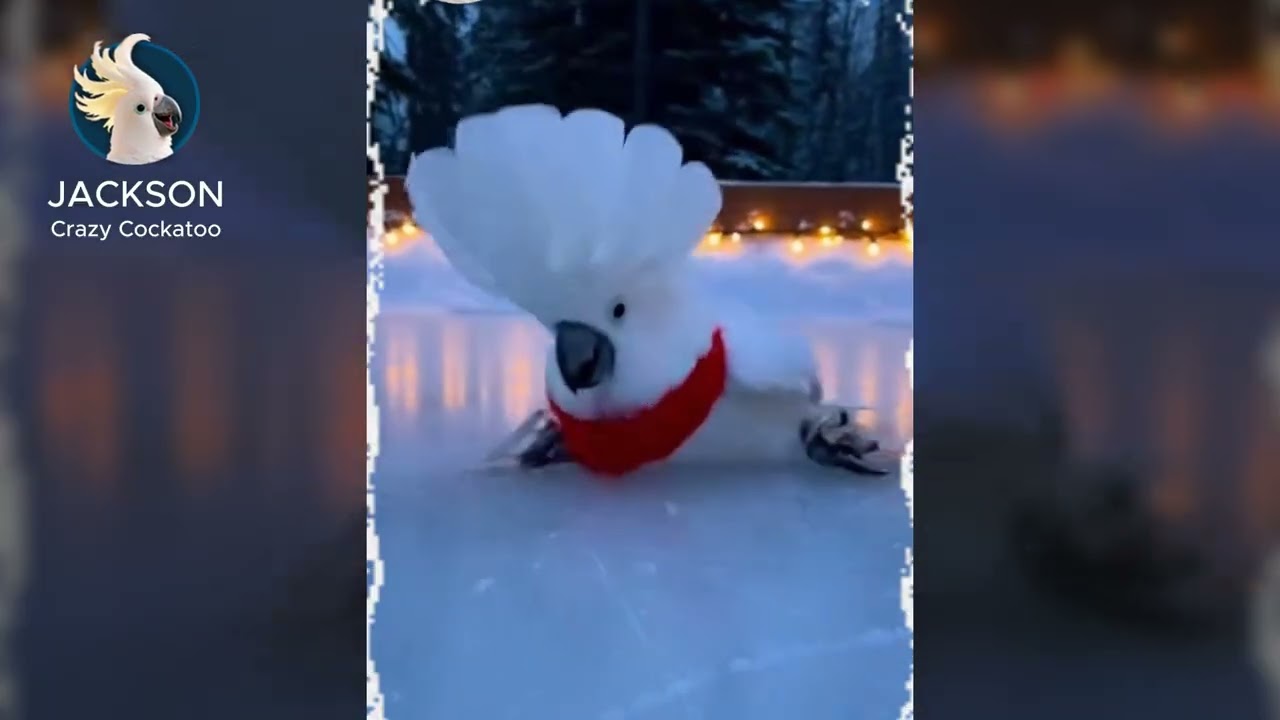 Pure Christmas Joy: Cockatoo Jackson’s Funniest Holiday Moments 🕊️🎄