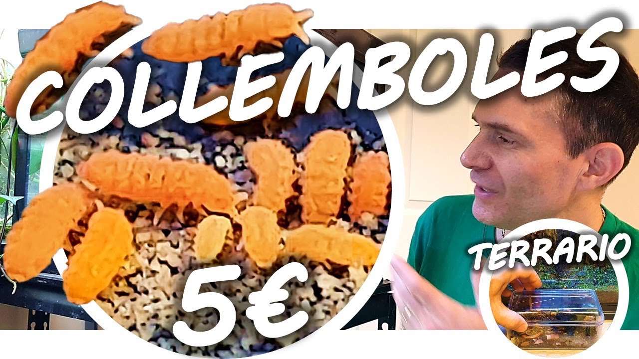 MICRO TERRARIUM POUR COLLEMBOLES - LOW TECH - MOINS DE 5€