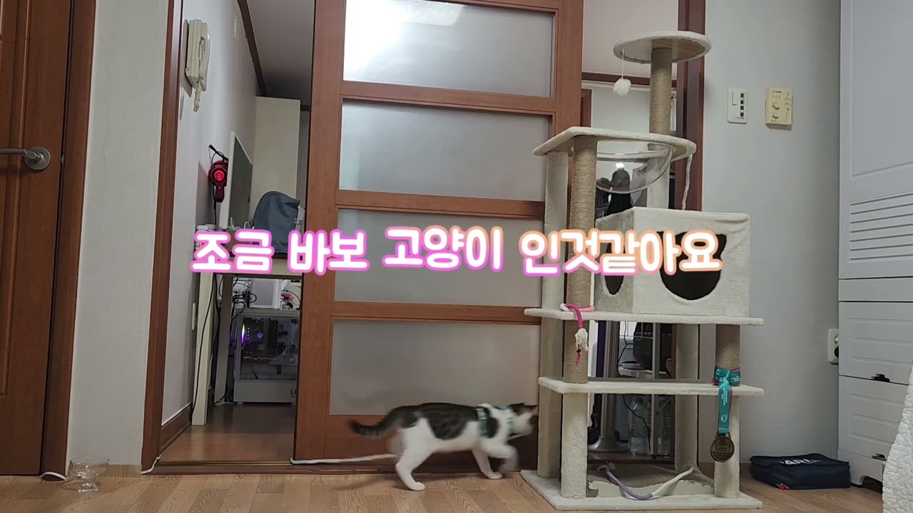 도로 위에서 구조한 아기 고양이의 1년 성장 기록