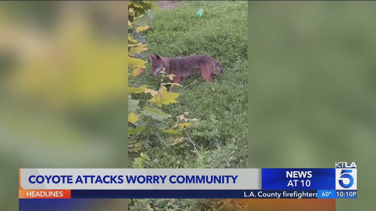 Laguna Woods residents concerned over coyote attacks