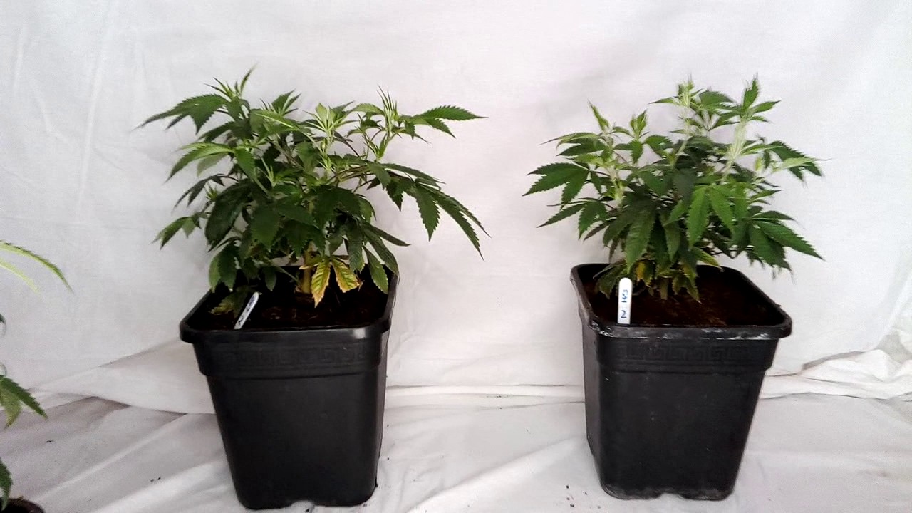 600w HPS vs MIGRO 400 side by side week 2