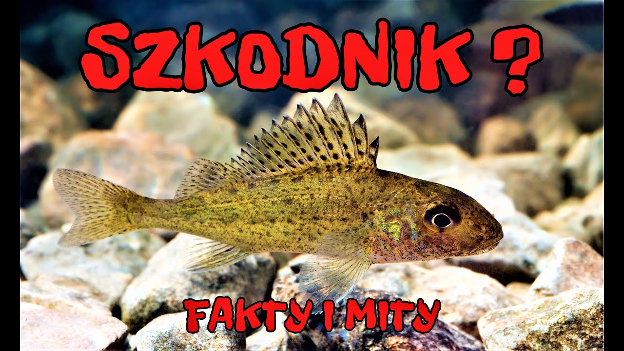 wszystko o JAZGARZU - obalamy mity / odc. 123