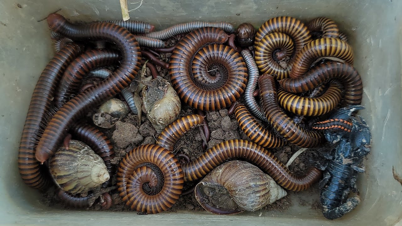 Best Outdoor Discovery A Venomous Scorpion, Red Spotted Millipede, With Many Giant Millipedes 🦂🪱