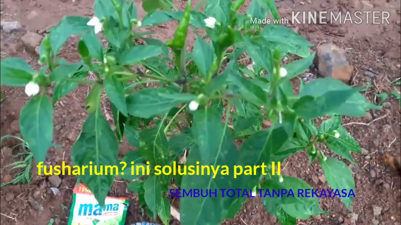 Fusharium? ini solusinya,gampang,mudah,murah,sembuh total tanpa rekayasa.