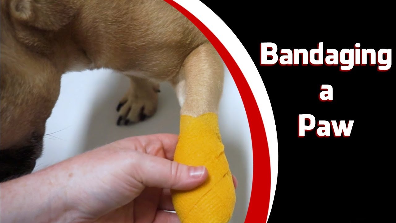 Bandaging a Paw
