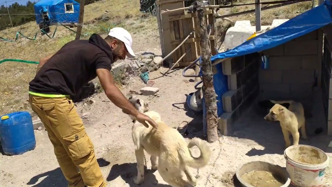 KARAKTERE BAK!! SAFKAN KANGALLAR İÇ DIŞ PARAZİT AŞISI İVEMİK.