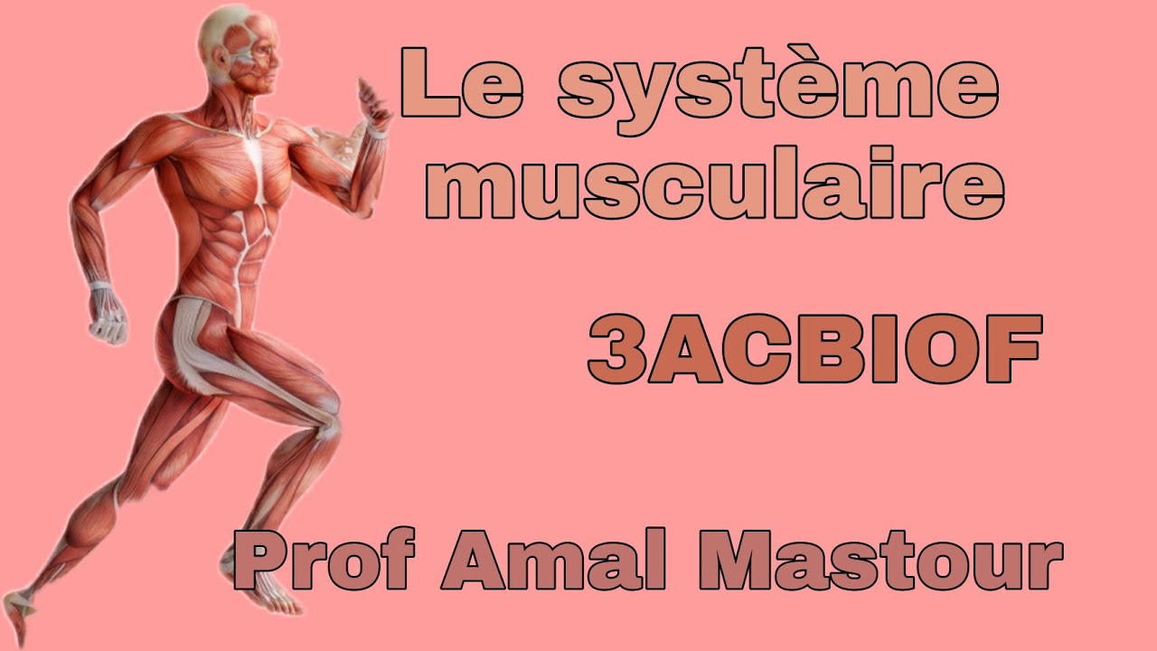 le syst&egrave;me musculaire 3ACBIOF